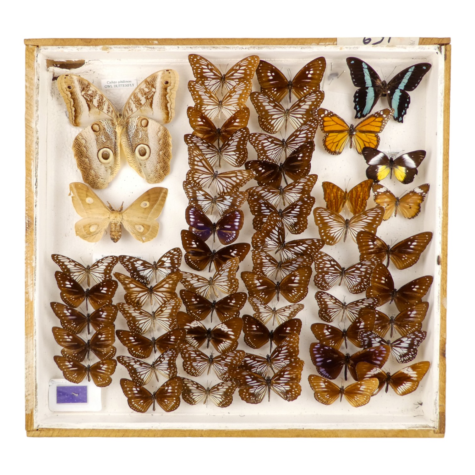 A case of butterflies in broadly six rows - including Illioneus Giant Owl, Chestnut Tiger and Delias