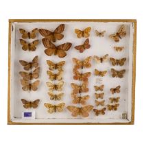 A case of moths in five rows - including White Lined Silk Moths