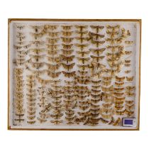 A case of moths in ten rows