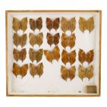 A case of butterflies in five rows - including Leafwings