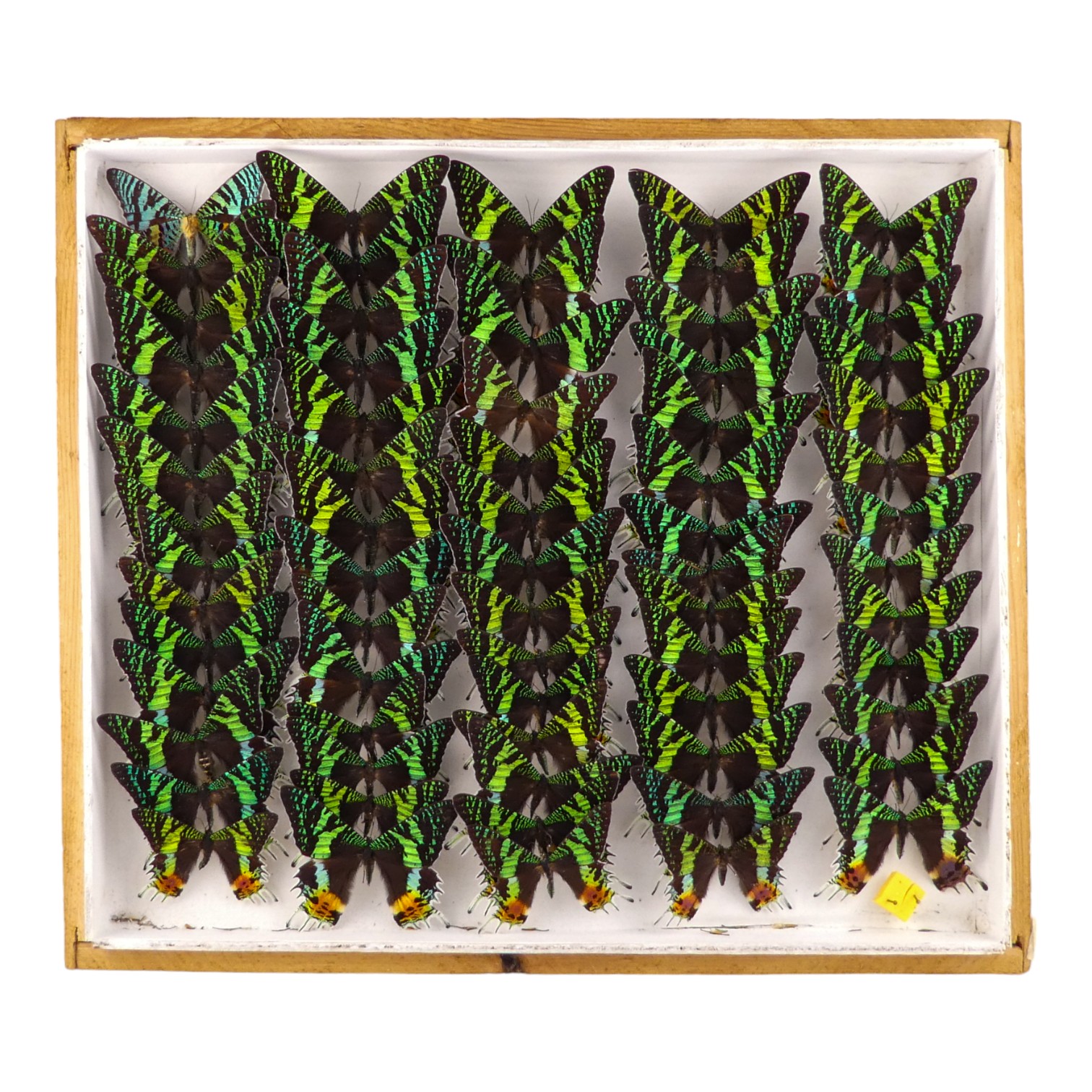 A case of Madagascan Sunset Moth - arranged in five rows