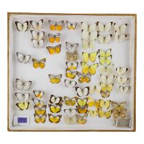 A case of butterflies in seven rows - including Yellow Gull, Common Gull and Lesser Albatross