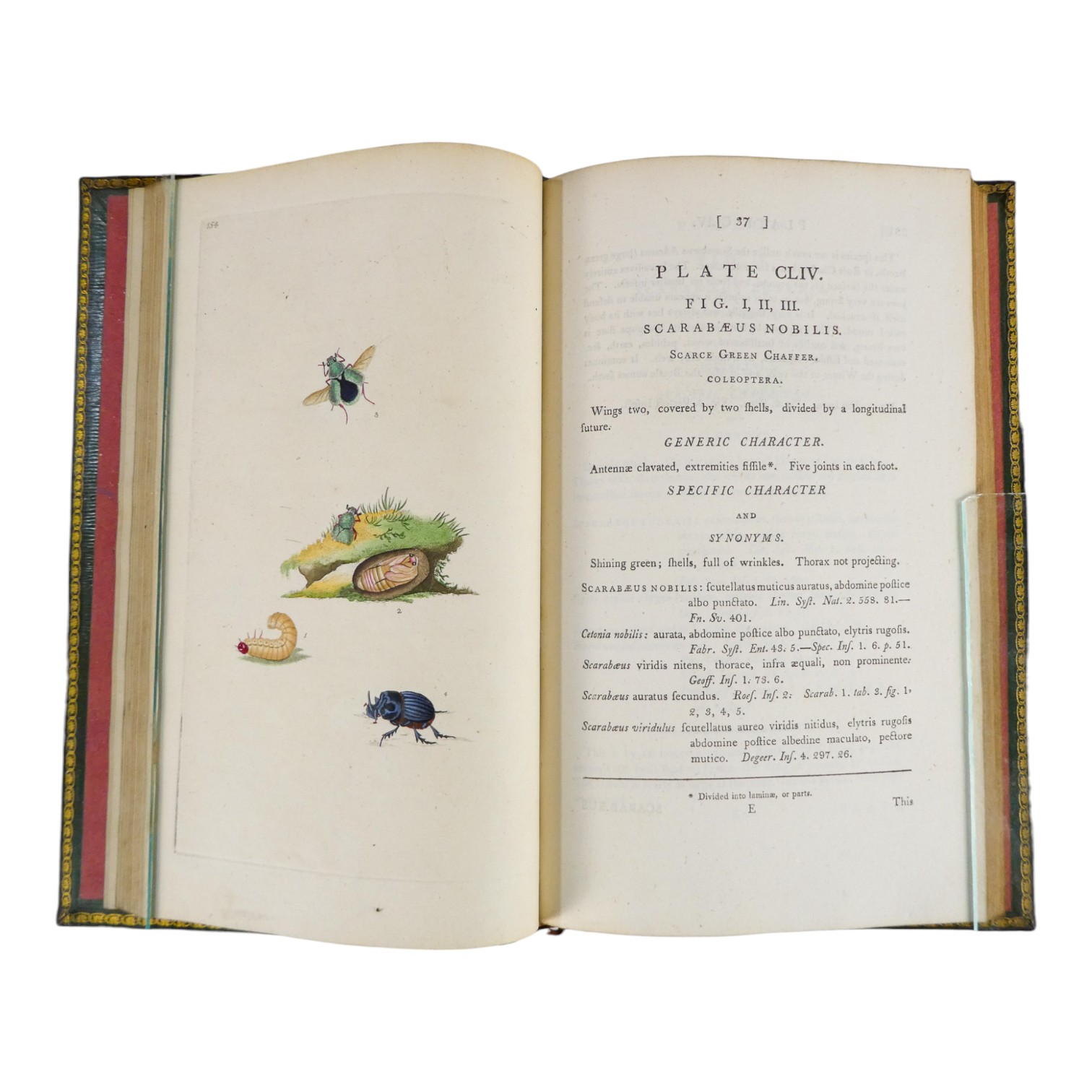 DONOVAN Edward, The Natural History of British Insects ... - published F & C Rivington 62 St Paul' - Image 13 of 33