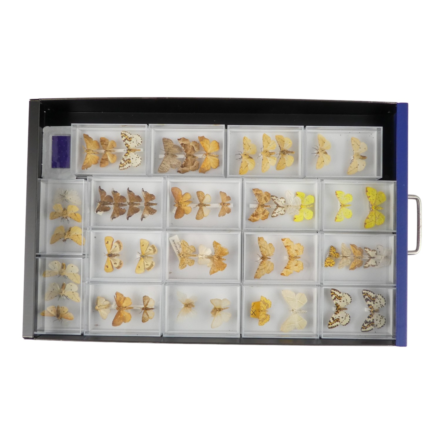 A fifteen drawer metal filing cabinet - containing nine drawers of moths - Image 6 of 11