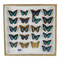A case of butterflies in four rows - including Meander Prepona