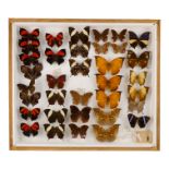 A case of butterflies in five rows - including Pearly Leafwing, Consul Panariste and Sidecone Mars