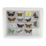 Fourteen cased of butterflies - including Zebra Longwing, Brimstone and Monarch