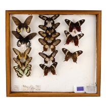 A case of fourteen butterflies in arranged in rows - including Crimson Rose, Malachite and