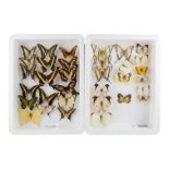 Two cases of butterflies - including Tailed Jay, Sulawesi Black and Yellow Swallowtail and Large