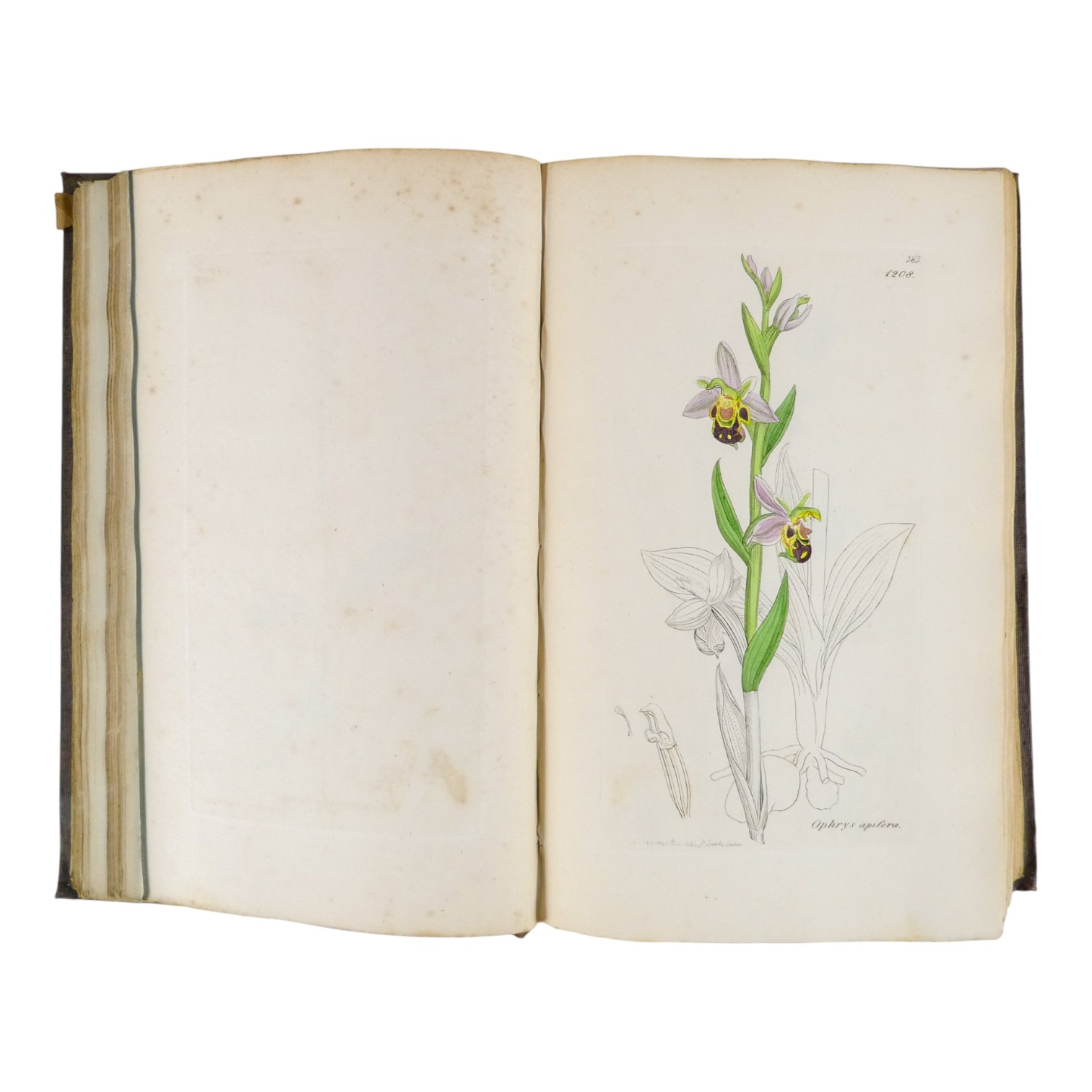 SOWERBY James Edward, English Botany - Richard Taylor 1832-1844, missing volumes 4 & 10, embossed - Image 18 of 24