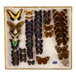 A case of butterflies in five rows - including Androgeus Swallowtail and Dark Brown Forester