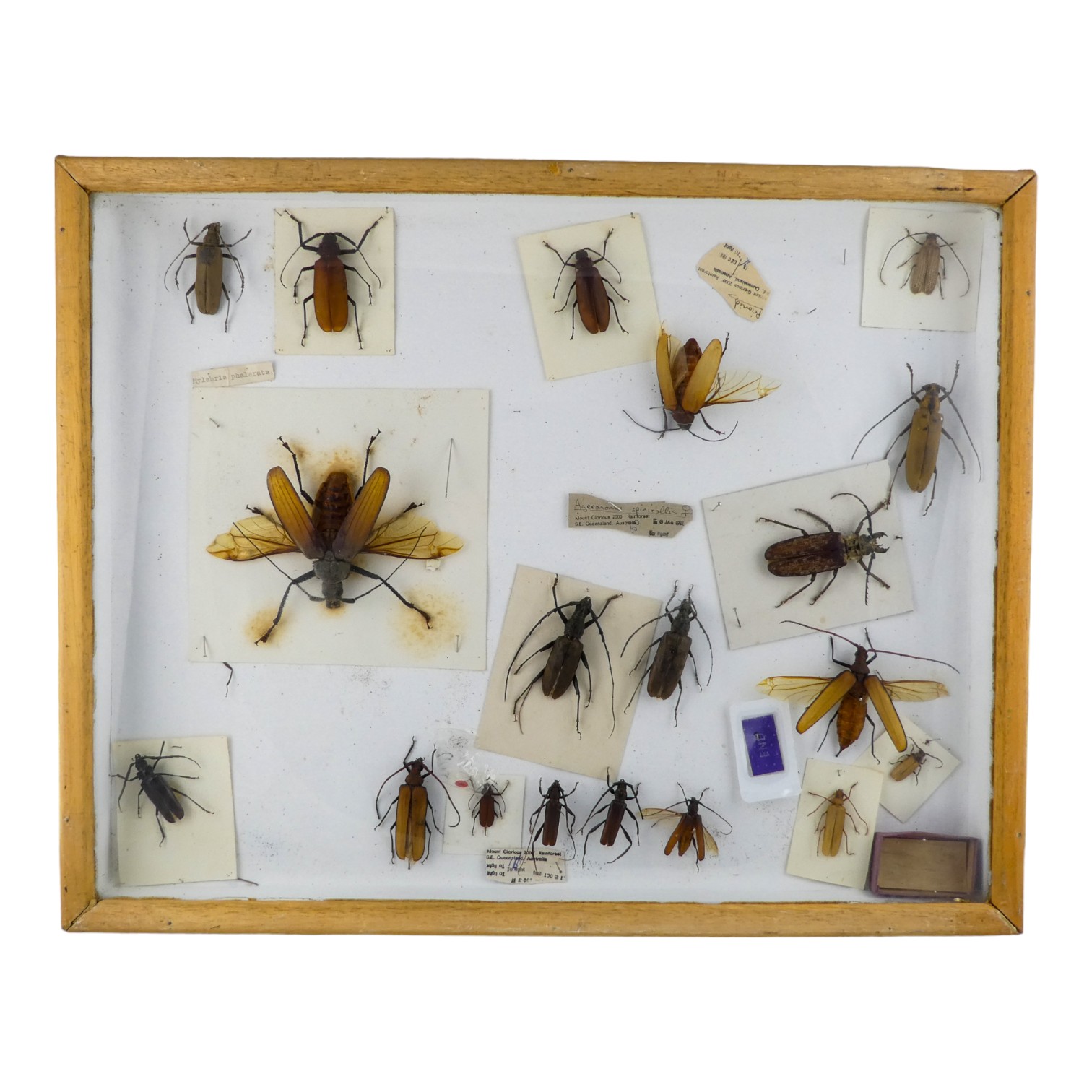 A case of insects and beetles - randomly arranged