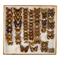 A case of butterflies in seven rows - including Satyr Comma, Texan Crescentspots and Cirrochroa
