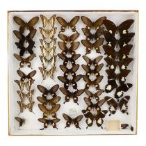 A case of butterflies in five rows - including Black and White Helen, Common Rose and Chain