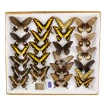 A case of butterflies in four rows - including King Swallowtail and Common Rose