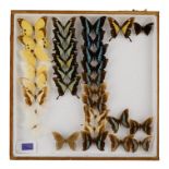 A case of butterflies in five rows - including Apple Green Swallowtail, King Swallowtail and