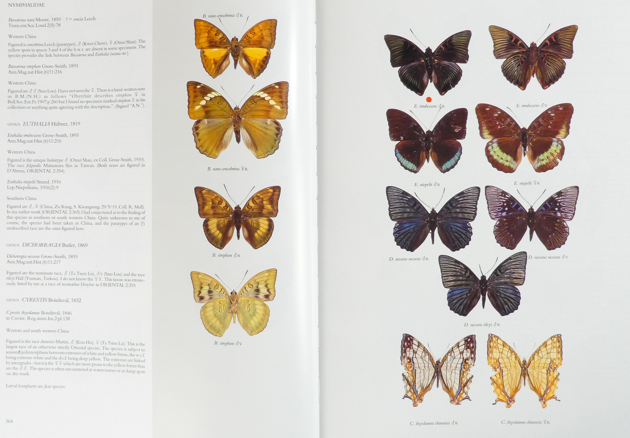 D'ABRERA Bernard, Butterflies of the Holarctic Region - Hill House 1993, three volumes cloth binding - Image 10 of 10