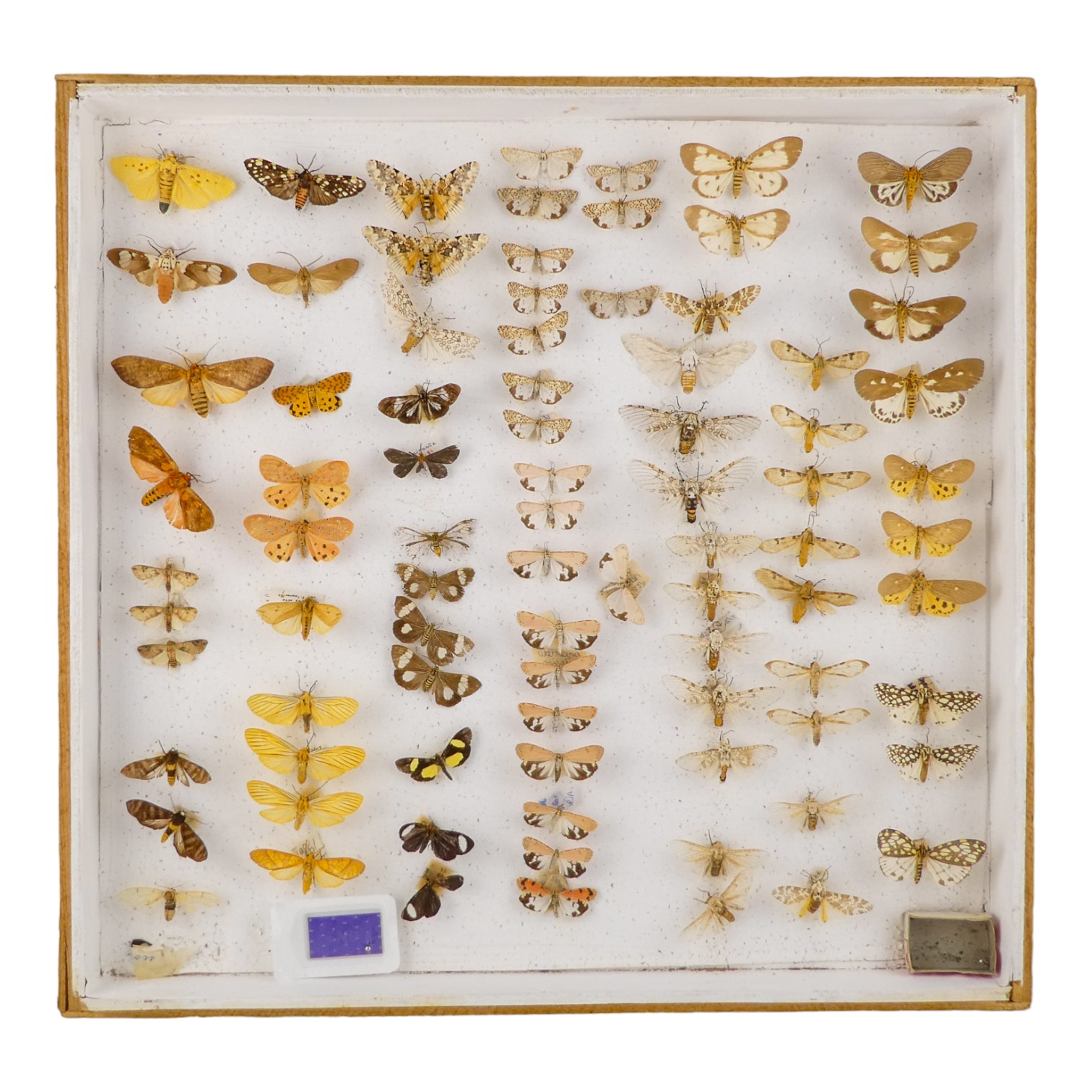 A case of moths in seven rows - including Lyces Ariaca and Asota Heliconia