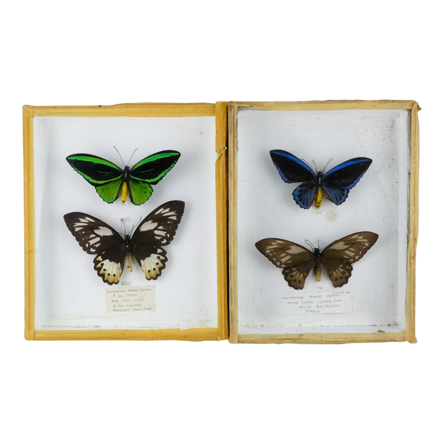 Two cases of butterflies - including Cape York Birdwing and Blue Birdwing