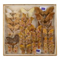 A case of moths in four rows - including Madagascan Emperor Moth