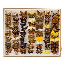 A case of butterflies in seven rows - including Rusty-tipped Rage, Red Postman and Orange Barred