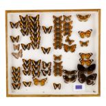 A case of butterflies in seven rows - including King Crow and Common Tiger