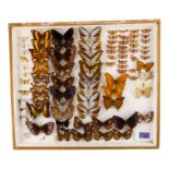 A case of butterflies in broadly seven rows - including Malayan Tiger, Lurcher and Crow