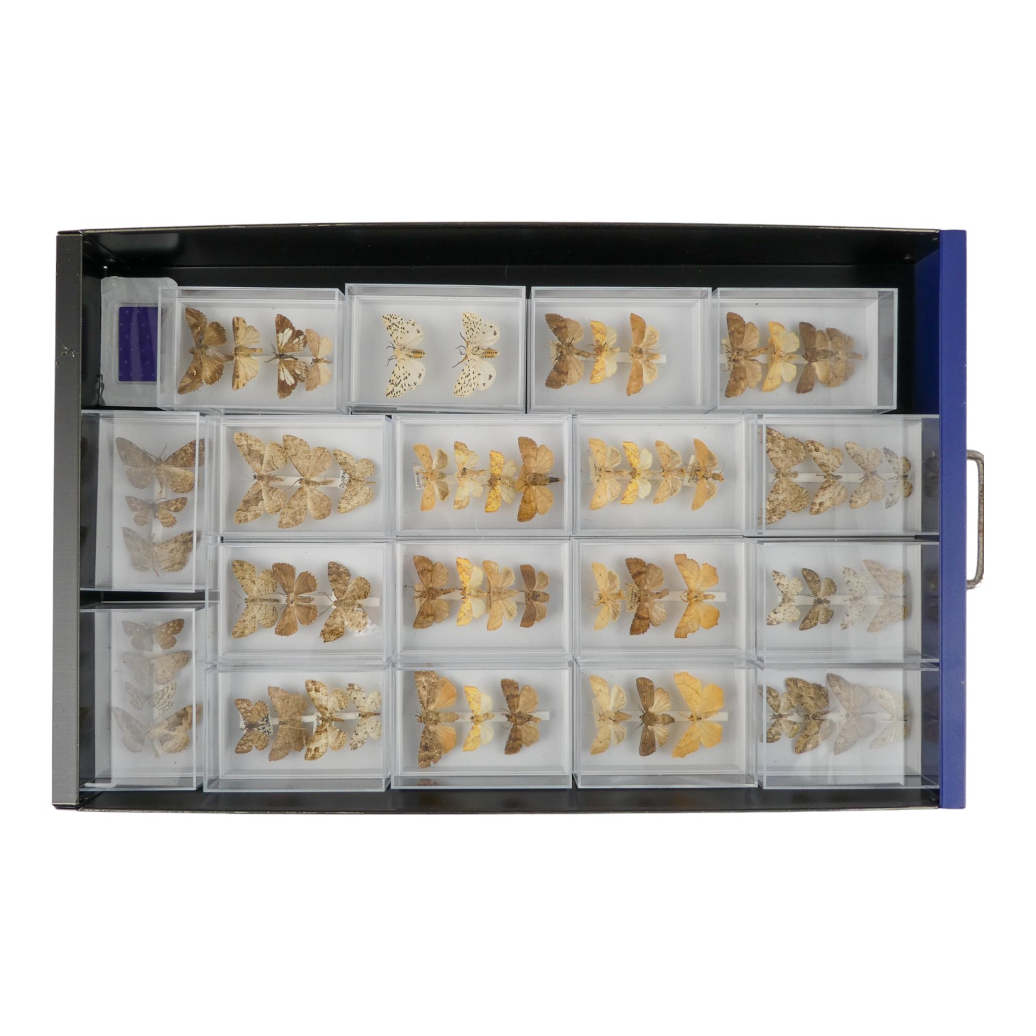 A fifteen drawer metal filing cabinet - containing nine drawers of moths - Image 3 of 11