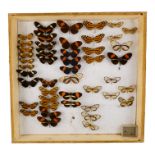 A case of butterflies in five rows - including Red Postman, Zawaleta Glasswing, and Sara Longwing