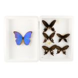 Two cases of six butterflies - including Red Helen Swallowtail and Large Blue Morpho