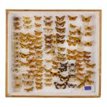 A case of butterflies in seven rows - including Alcinoe Bematistes, Acraea Rangatana and Colias