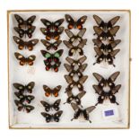 A case of butterflies in five rows - including Common Rose and Sesostris Cattleheart