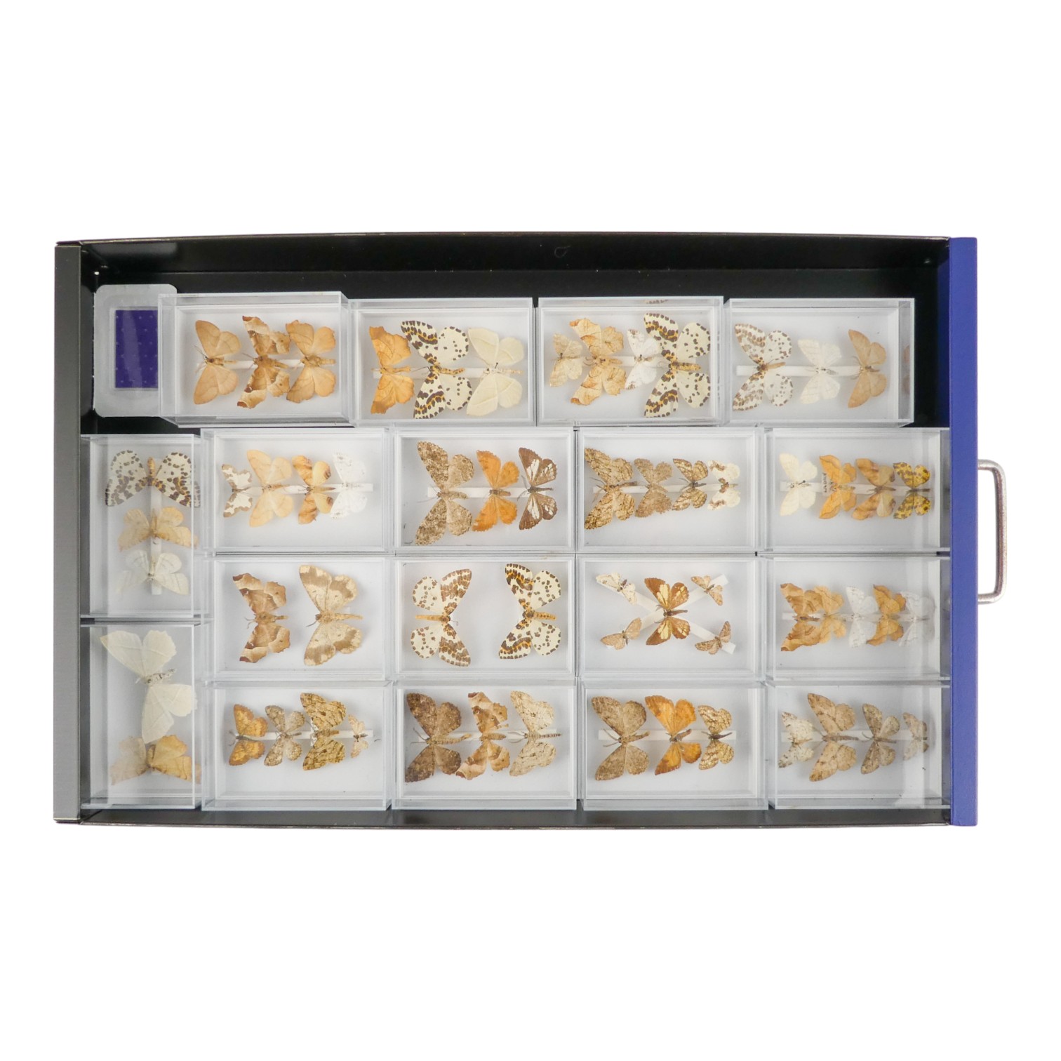 A fifteen drawer metal filing cabinet - containing nine drawers of moths - Image 8 of 11