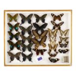 A case of butterflies in five rows - including Aurora Swallowtail, Blue Peacock and Crimson Rose