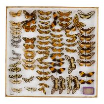 A case of butterflies in six rows - including Clearwing Mimic Queen, Mazaeus Tigerwing and Orange-