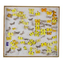 A case of butterflies randomly presented - including Apricot Sulphur, Eurema Lacteola and Greta
