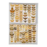 A case of moths broadly in seven rows - including Chinese Moth