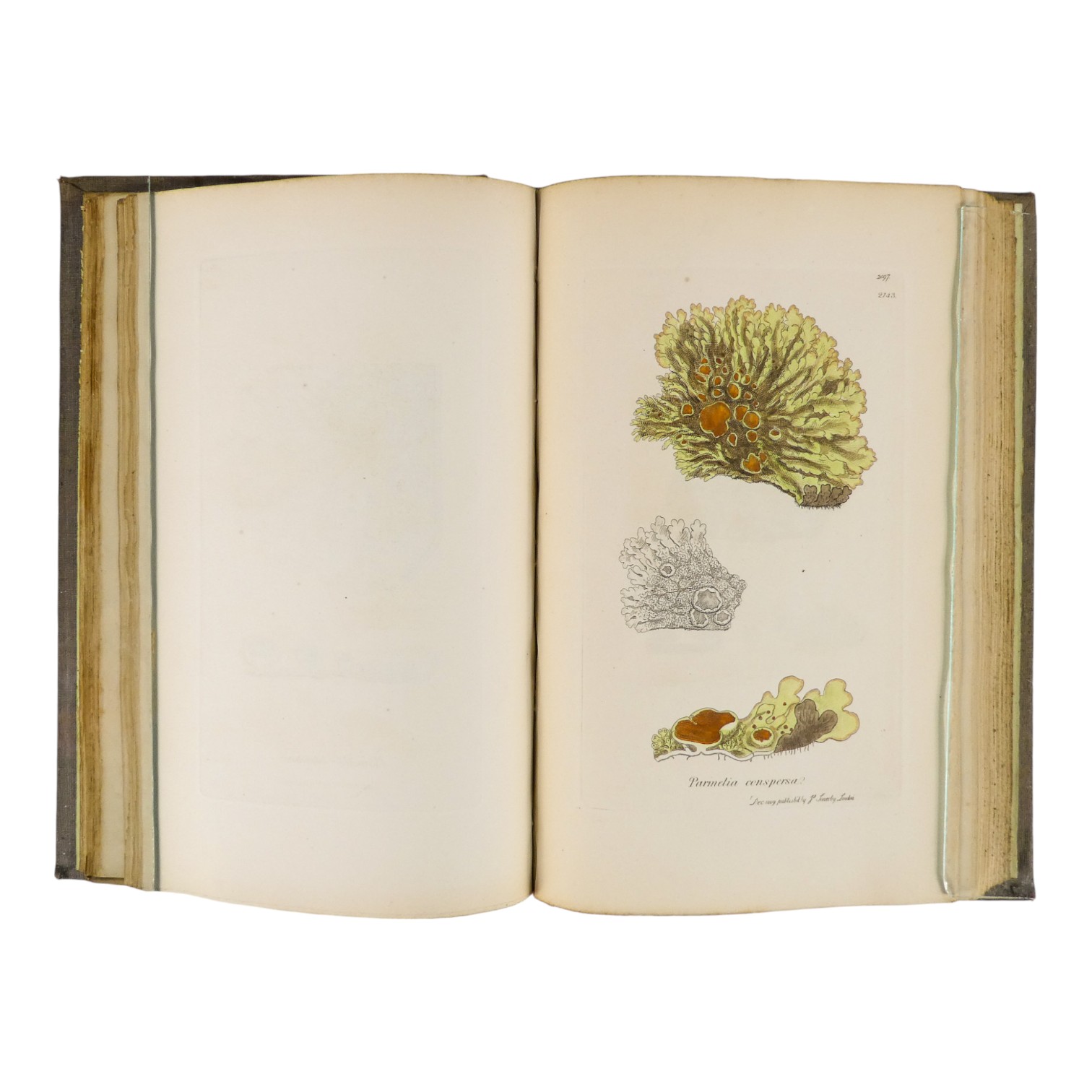 SOWERBY James Edward, English Botany - Richard Taylor 1832-1844, missing volumes 4 & 10, embossed - Image 24 of 24