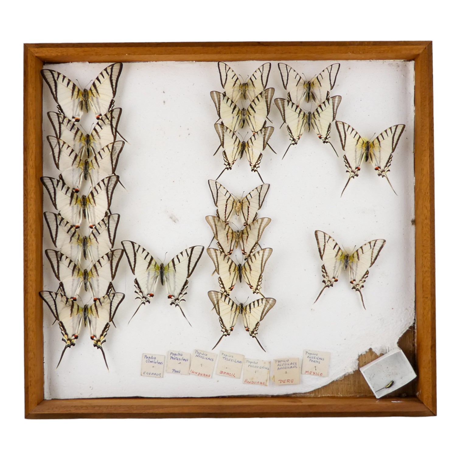 A case of butterflies in broadly three rows - including Kite Swallowtail