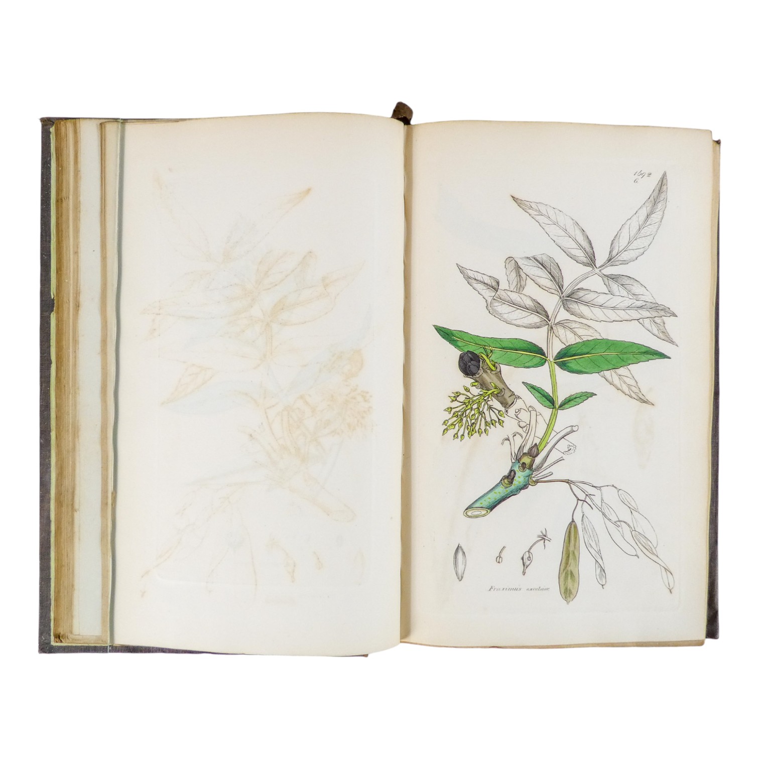 SOWERBY James Edward, English Botany - Richard Taylor 1832-1844, missing volumes 4 & 10, embossed - Image 7 of 24
