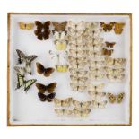 A case of butterflies in seven rows - including Yellow Coaster, Neptis Ida, Indian Red Admiral and