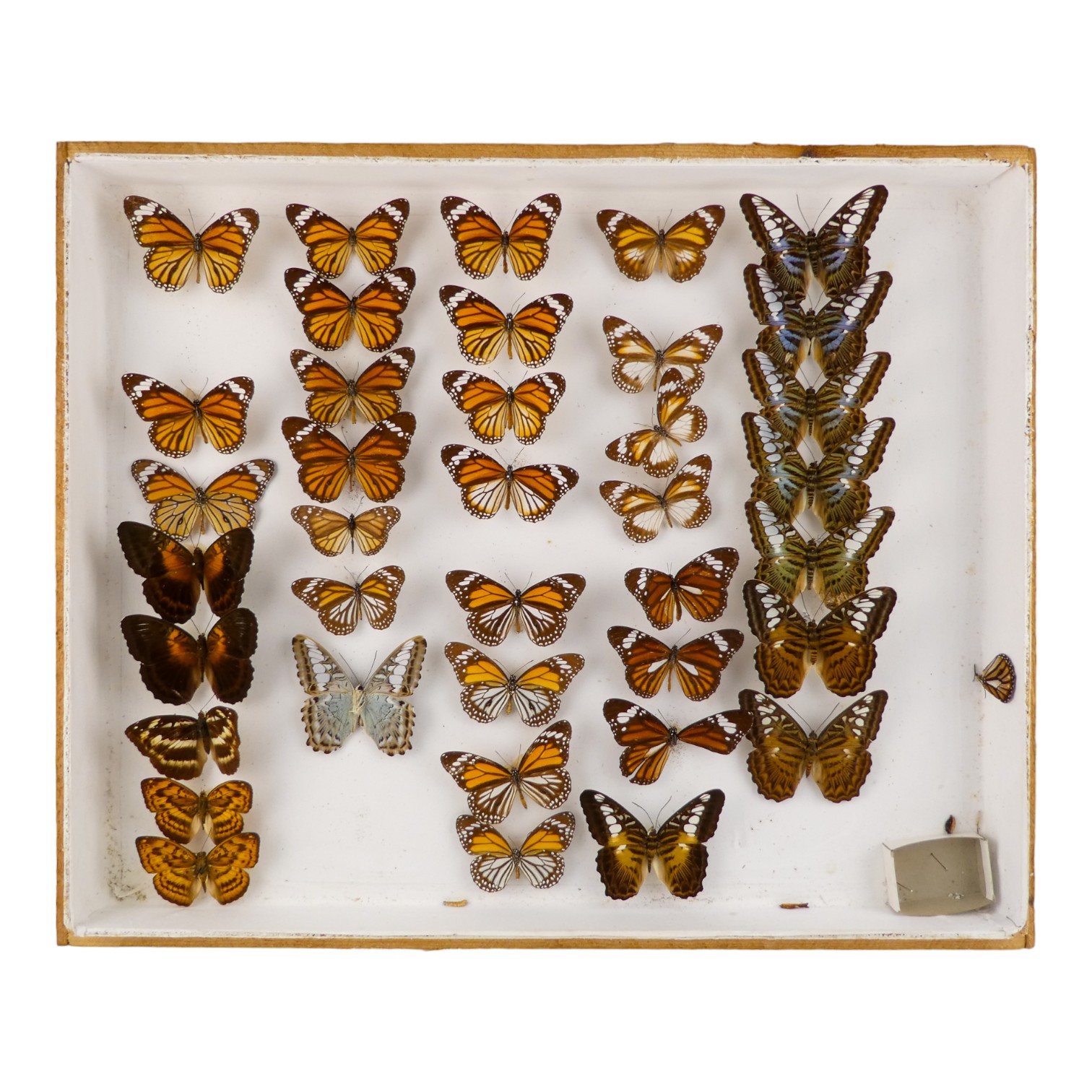 A case of butterflies in five rows - including Clipper, Monarch and Cassiope Owlet