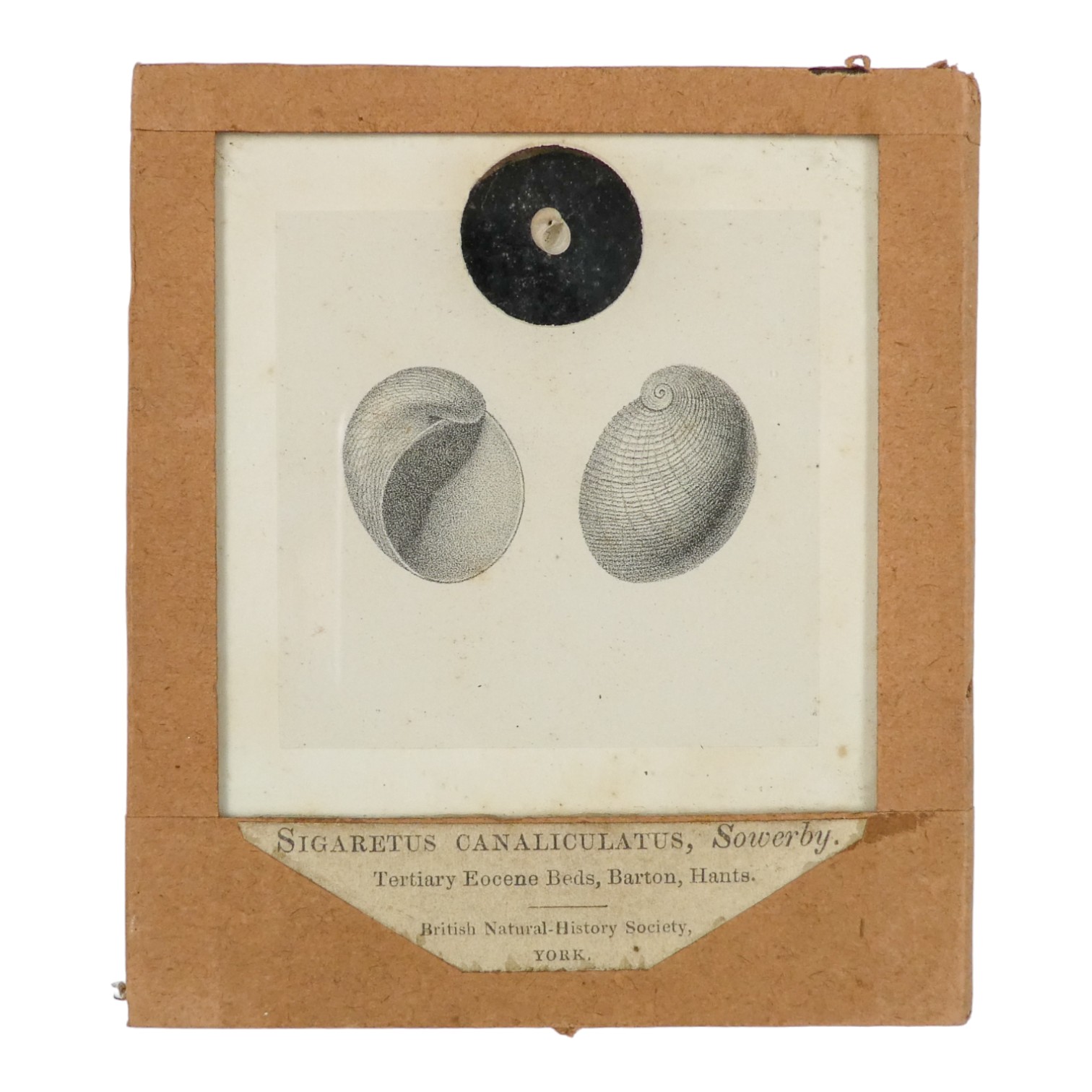 A collection of thirty-eight 19th century natural history slides - micromollusks, the prepared - Image 3 of 4