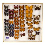 A case of butterflies in six rows - including Tiger Leafwing, Common Nawab and Superb Leafwing