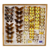 A case of butterflies in six rows - including Chestnut Tiger, Common Mine and Yellow Orange-tip