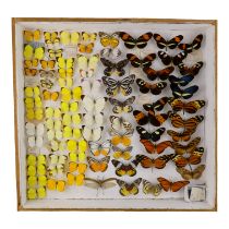A case of butterflies in seven rows - including Red Based Jezebel and Narrow-winged Pearl White