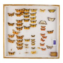 A case of butterflies and moths in six rows - including Garden Tiger Moth, Phaloe Cubana and