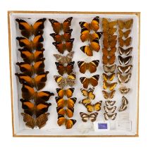 A case of butterflies in five rows - including Orion Cecropian, Angular Glider and Blomfild's