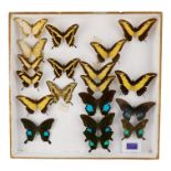 A case of butterflies in four rows - including Tamil Peacock, Yellow Swallowtail and King