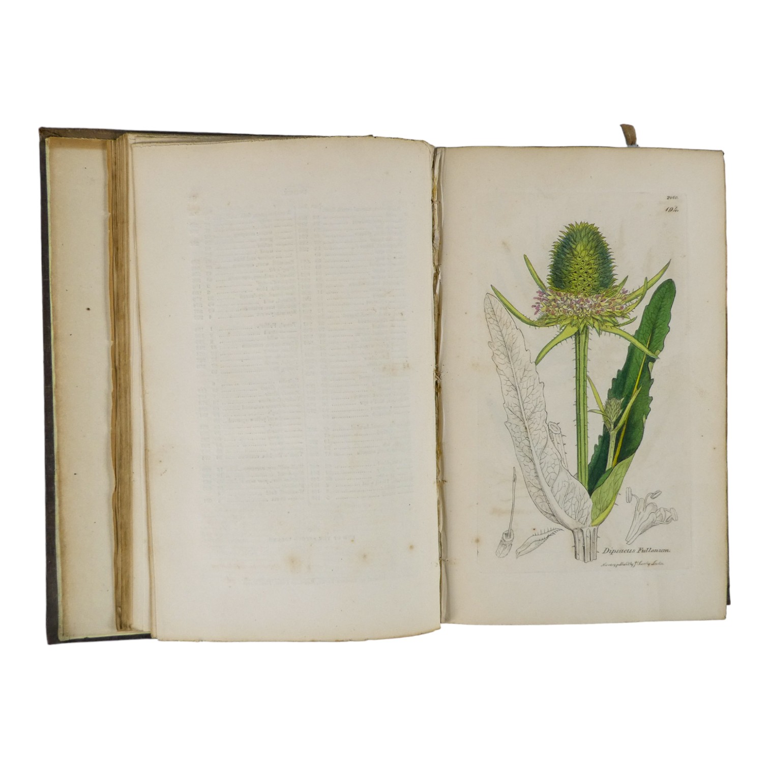 SOWERBY James Edward, English Botany - Richard Taylor 1832-1844, missing volumes 4 & 10, embossed - Image 9 of 24